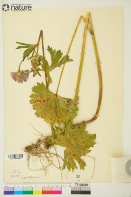 Sidalcea A.Gray ex Benth.