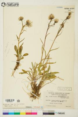 Tephroseris yukonensis