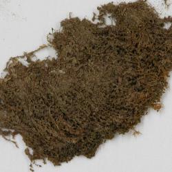 Solenostoma hattorianum