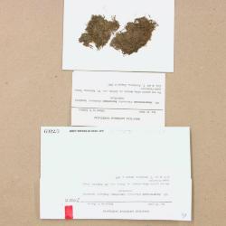 Solenostoma hattorianum