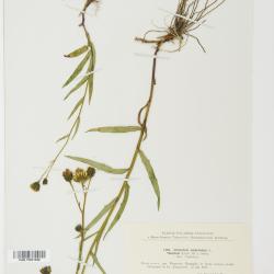 Hieracium umbellatum