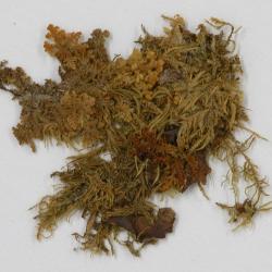 Gackstroemia weindorferi