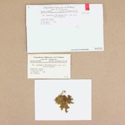 Gackstroemia weindorferi