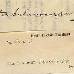 Alsophila balanocarpa