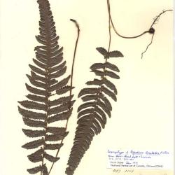 Steiropteris lonchodes