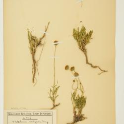 Thelesperma subnudum