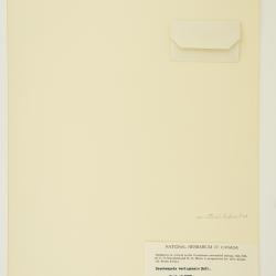 Deschampsia cespitosa