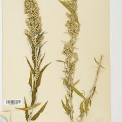 Artemisia ludoviciana