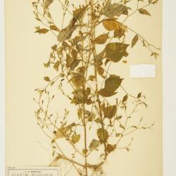 Stevia aschenborniana