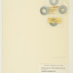 Deschampsia cespitosa