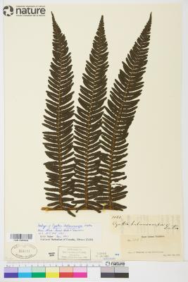 Alsophila balanocarpa