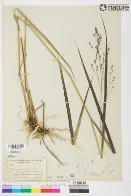 Panicum virgatum