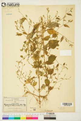 Stevia aschenborniana