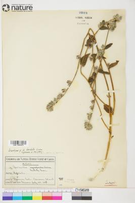 Amsinckia lycopsoides