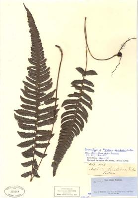 Steiropteris lonchodes