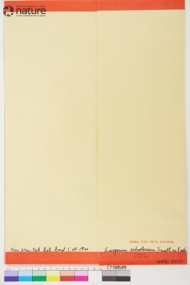 Eriogonum ovalifolium