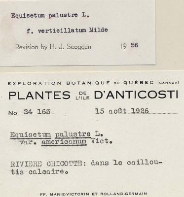 Equisetum palustre