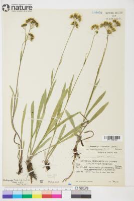 Antennaria pulcherrima