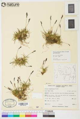 Festuca edlundiae