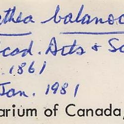 Alsophila balanocarpa