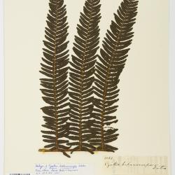 Alsophila balanocarpa