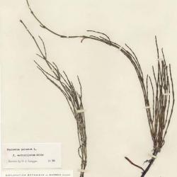 Equisetum palustre