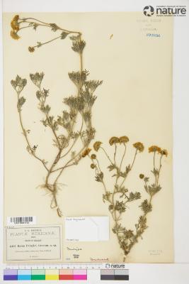 Picradeniopsis pringlei