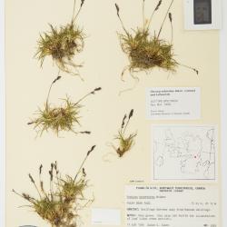 Festuca edlundiae