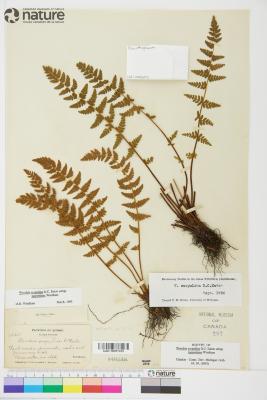 Physematium scopulinum