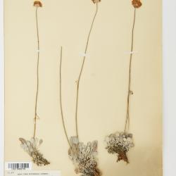 Eriogonum ovalifolium