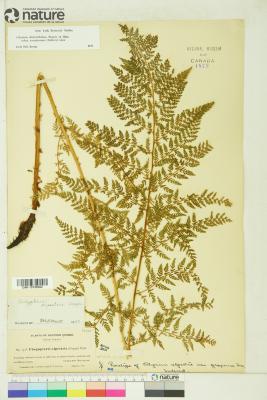 Athyrium americanum