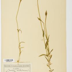 Gentianopsis macounii