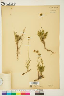 Thelesperma subnudum