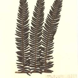 Alsophila balanocarpa