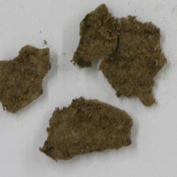 Fossombronia japonica