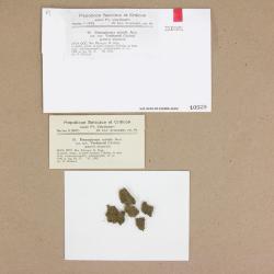 Fossombronia japonica