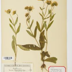 Arnica lanceolata