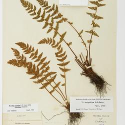 Physematium scopulinum