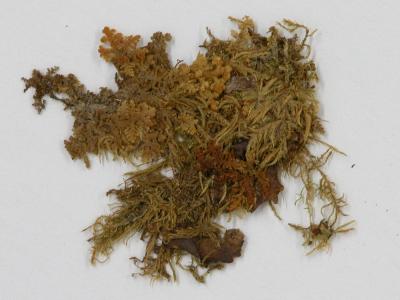 Gackstroemia weindorferi