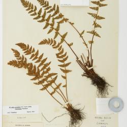 Physematium scopulinum