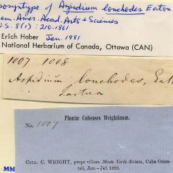 Steiropteris lonchodes