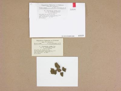 Fossombronia japonica