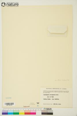 Deschampsia cespitosa