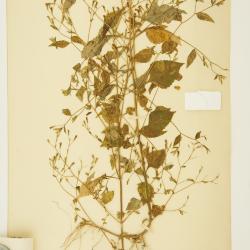 Stevia aschenborniana