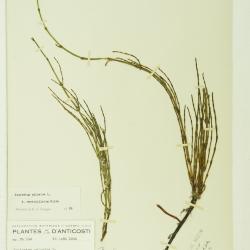 Equisetum palustre