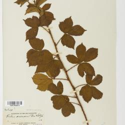 Rubus biformispinus