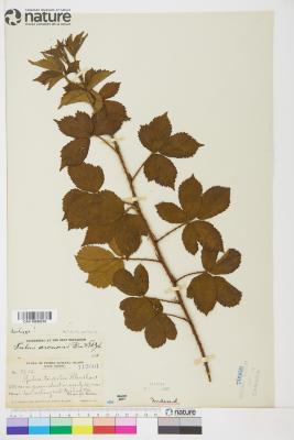 Rubus biformispinus