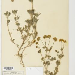 Picradeniopsis pringlei