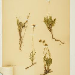 Thelesperma subnudum