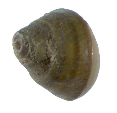 Pleurocera corpulenta